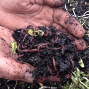 Webinar Resources: Composting with Worms on a Mid to Large-Scale — What, Why, How, and Who