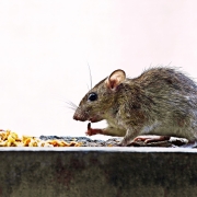 Rats Aren’t the Problem in Cities. We Are.