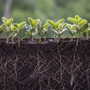 Healthy Soils and Compost Policy Guide: Synergies and Opportunities