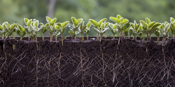 Healthy Soils and Compost Policy Guide: Synergies and Opportunities