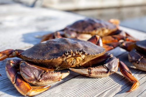 A close up of a male Dungeness crab on a dock, with other crabs in the background on a dock in British-Columbia, Canada.… Read More