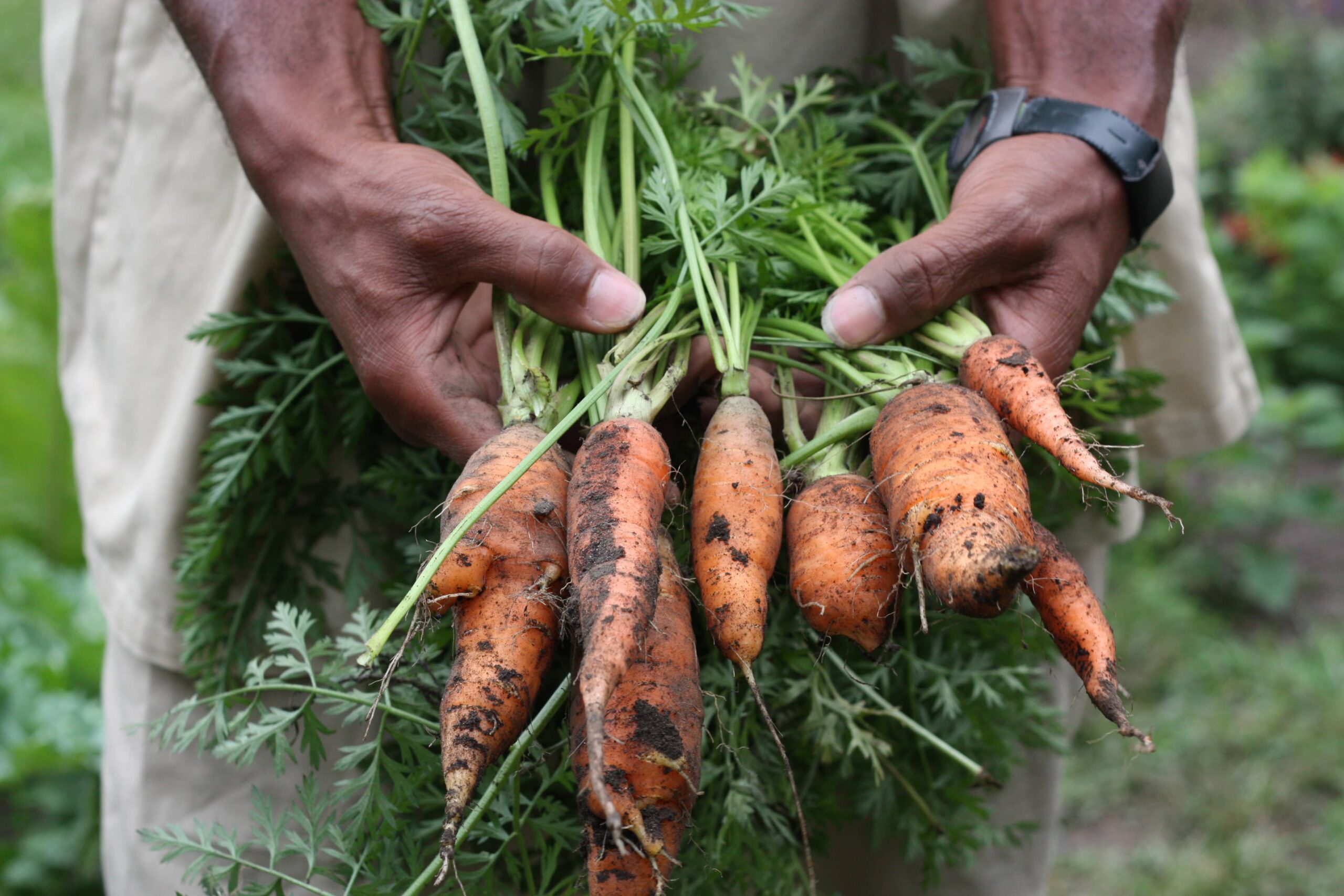 $165,000 Awarded to BIPOC-serving Community Composters | Composting for ...